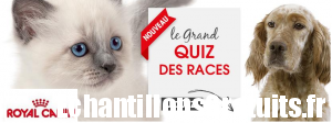 Grand quiz des races Royal Canin