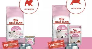 600 kits gratuits d’aliments Royal Canin chatons à tester