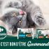 Test gratuit des aliments pour chats  Companino Carrefour